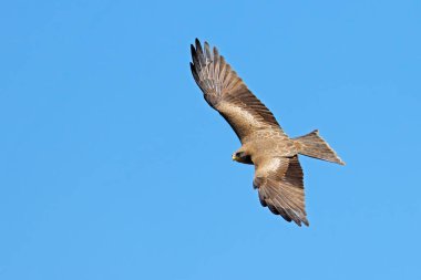 Sarı gagalı bir uçurtma (Milvus aegyptius) açık mavi gökyüzüne karşı uçuyor, Güney Afrika