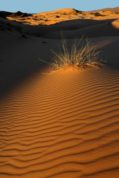 Grama Uma Duna Areia Texturizada Final Tarde Deserto Kalahari África — Fotografia de Stock