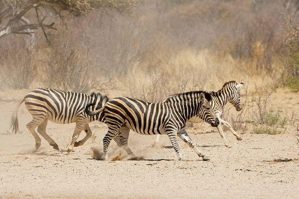 Llanuras Alerta Cebras Equus Burchelli Corriendo Llanuras Polvorientas Sudáfrica —  Fotos de Stock