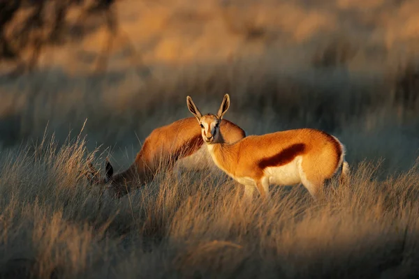 Springbok Antelopes Antidorcas Marsupialis Late Afternoon Light South Africa — Stock Photo, Image