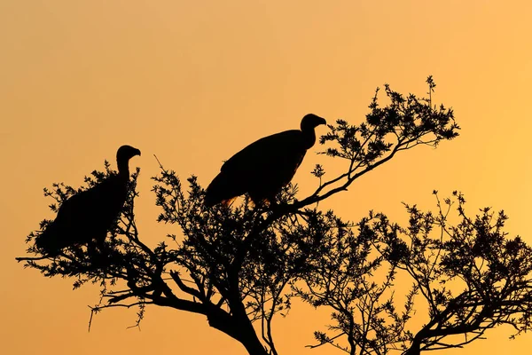 Avvoltoi Dalla Schiena Bianca Gyps Africanus Albero Sagomato Contro Cielo — Foto Stock