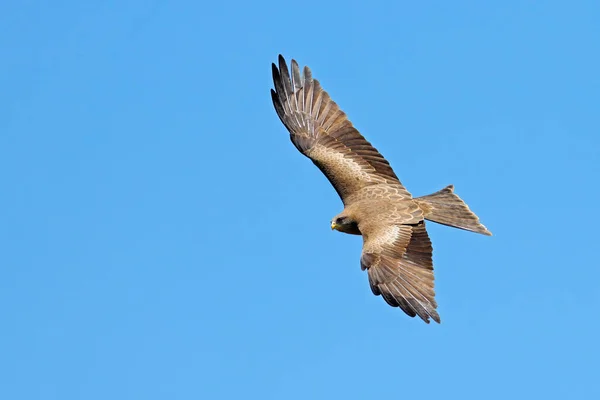 Aquilone Dal Becco Giallo Milvus Aegyptius Volo Contro Cielo Azzurro — Foto Stock