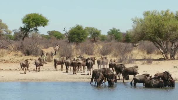 Herd Blue Wildebeest Connochaetes Taurinus Drinking Waterhole Sudafrica — Video Stock