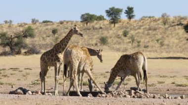 Zürafalar (Giraffa camelopardalis) Güney Afrika 'da Kalahari Çölü' nde bir su birikintisinde su içerler.