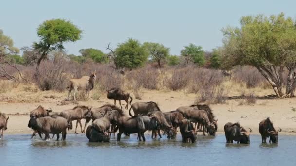 南アフリカ共和国のウォーターホールで飲む青い野生動物 コノシェ タウリヌス の群れ — ストック動画