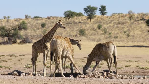 Giraffes Giraffa Camelopardalis Drinkwater Bij Een Waterput Kalahari Woestijn Zuid — Stockvideo