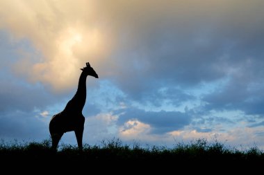 Giraffe (Giraffa camelopardalis) silhouetted against a cloudy sky, Kalahari desert, South Africa