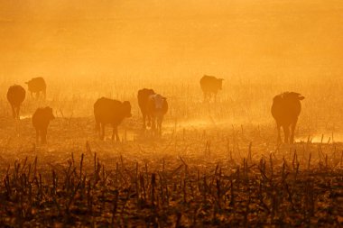 Günbatımında tozlu arazide yürüyen sığırların silueti, Güney Afrika