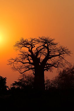 Sunset with a silhouetted baobab tree, Kruger National Park, South Africa