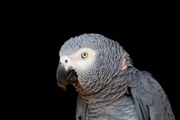 Portrét Papoušek Šedý Psittacus Erithacus Černém Pozadí — Stock fotografie