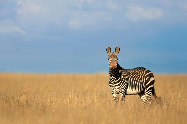 Açık Otlakta Dağ Zebra National Park Güney Afrika Cape Dağ — Stok fotoğraf
