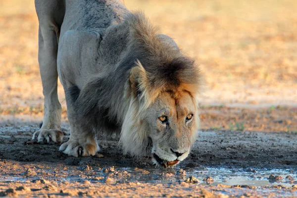 Big Male African Lion Panthera Leo Drinking Water Kalahari Desert — Foto Stock