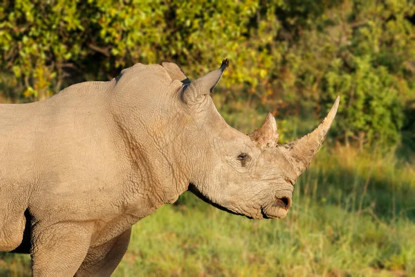 Portret Nosorożca Białego Ceratotherium Simum Środowisku Naturalnym Republika Południowej Afryki — Zdjęcie stockowe