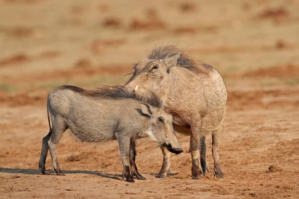 Twee Wrattenzwijnen Phacochoerus Africanus Natural Habitat Zuid Afrika — Stockfoto