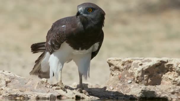 Black Breasted Snake Eagle Circaetus Gallicus Drinking Water Kalahari Desert — Stock Video