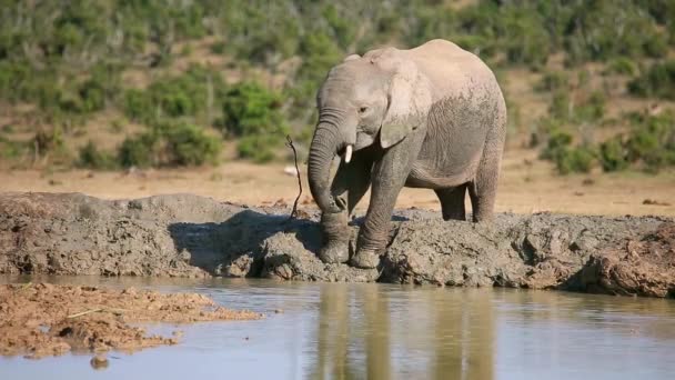 Jovem Elefante Africano Loxodonta Africana Água Potável Parque Nacional Addo — Vídeo de Stock