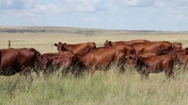 Güney Afrika 'daki kırsal bir çiftlikte otlayan otlak sürüsü.