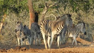 Doğal habitatta zebralar (Equus burchelli), Mkuze oyun rezervi, Güney Afrika
