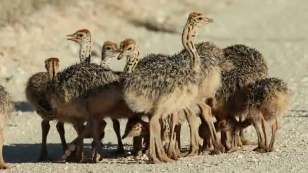 Brood Struisvogel Struthio Camelus Kuikens Natuurlijke Habitat Kalahari Woestijn Zuid — Stockvideo