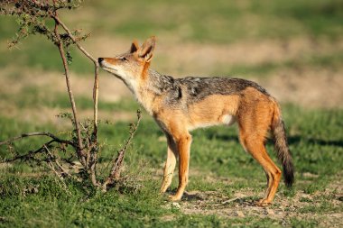 Siyah sırtlı çakal (Canis mesomelas) doğal yaşam alanı, Kalahari Çölü, Güney Afrika