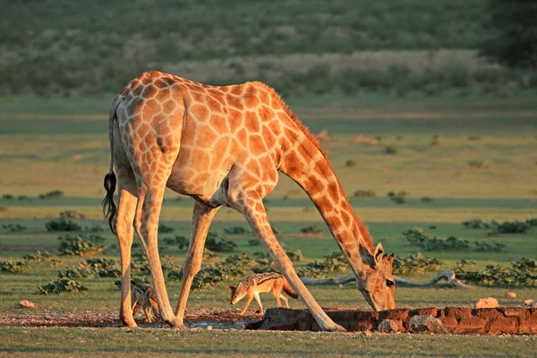 南非卡拉哈里沙漠 一头长颈鹿和黑背野狼在一个水坑里喝水 — 图库照片