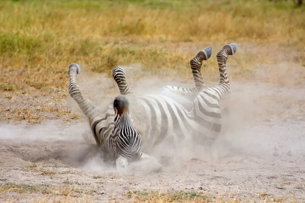 Una Zebra Pianura Equus Burchelli Che Rotola Nella Polvere Parco — Foto Stock