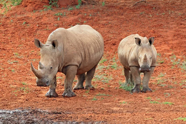 Vit Noshörning Ceratotherium Simum Med Kalv Naturlig Miljö Sydafrika — Stockfoto