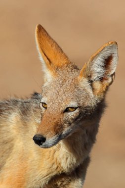 portre, bir kara sırtlı çakal (canis mesomelas), kalahari Çölü, Güney Afrika