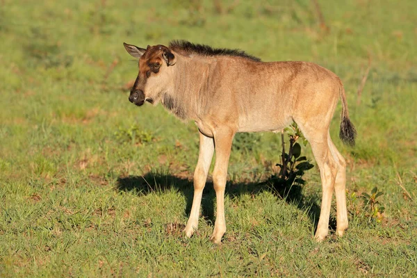 Genç Mavi Wildebeest Buzağı Connochaetes Taurinus Güney Afrika — Stok fotoğraf