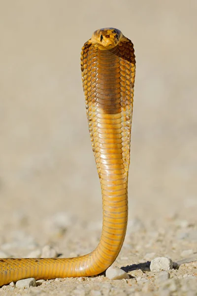 Defensive Cape Cobra Naja Nivea Flattened Hood Kalahari Desert South — Stock Photo, Image