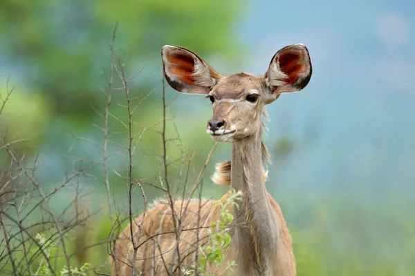 Porträtt Kvinnlig Kudu Antilop Tragelaphus Strepsiceros Kruger Nationalpark Sydafrika — Stockfoto