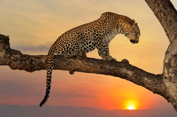 Leopardo Panthera Pardus Sentado Uma Árvore Contra Pôr Sol Laranja — Fotografia de Stock