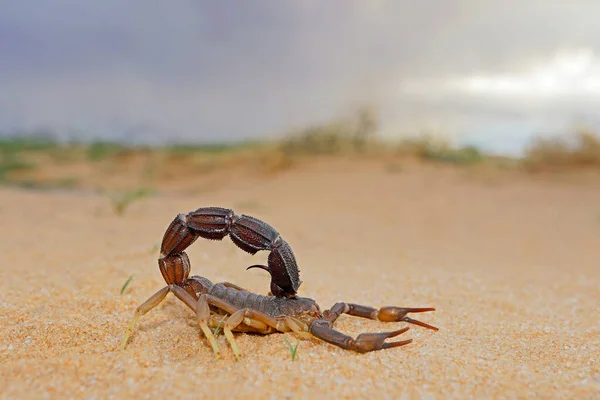 Escorpião Cauda Grossa Granulado Parabuthus Granulatus Deserto Kalahari África Sul — Fotografia de Stock