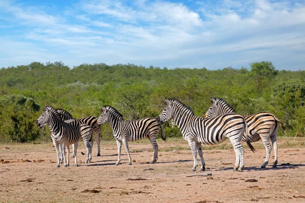 Manada Zebras Das Planícies Equus Burchelli Habitat Natural Parque Nacional — Fotografia de Stock