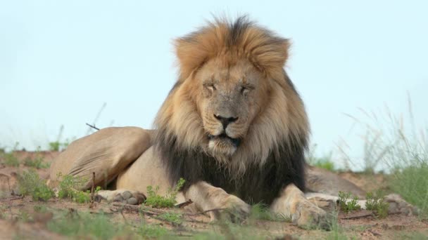 서식지에 커다란 수사자 Panthera Leo 남아프리카 공화국의 칼라하리 — 비디오