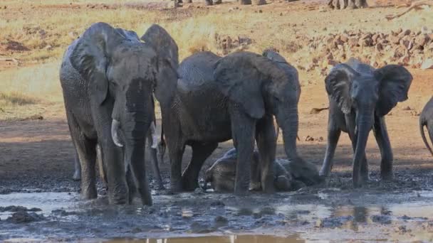 Elefantes Africanos Loxodonta Africana Buraco Água Lamacento Parque Nacional Kruger — Vídeo de Stock