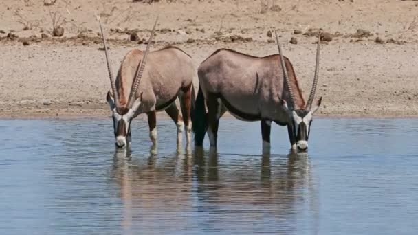Dos Antílopes Gemsbok Oryx Gazella Bebiendo Pozo Agua Sudáfrica — Vídeos de Stock