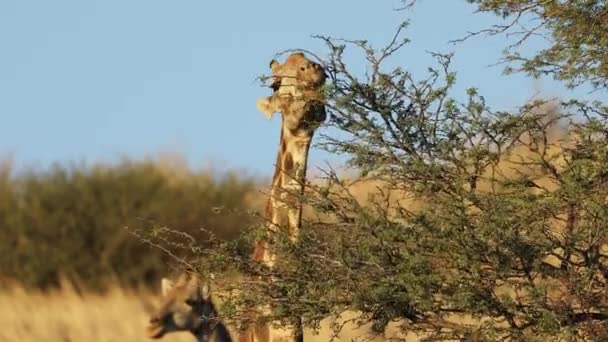 Close Van Een Giraffe Giraffa Camelopardalis Die Zich Voedt Met — Stockvideo