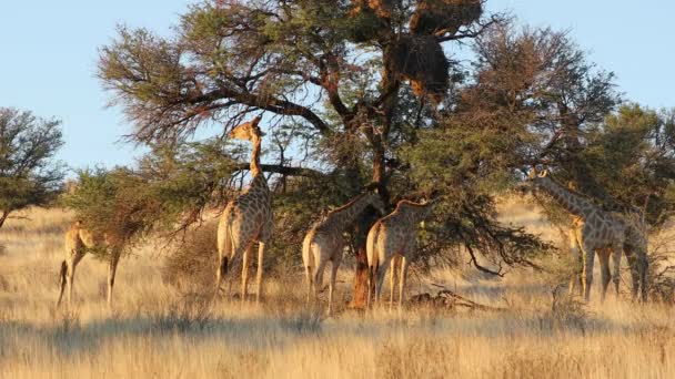 Girafes Giraffa Camelopardalis Nourrissant Épine Désert Kalahari Afrique Sud — Video