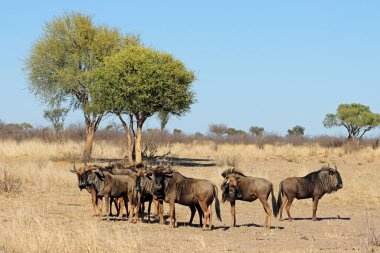 Mavi antilop (Connochaetes taurinus) sürüsü Güney Afrika 'da doğal yaşam alanında.
