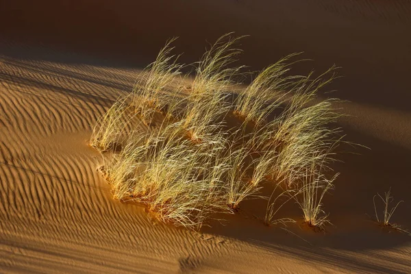 Χόρτα Μια Ανάγλυφη Άμμο Της Ερήμου Αμμόλοφο Αργά Απόγευμα Φως — Φωτογραφία Αρχείου