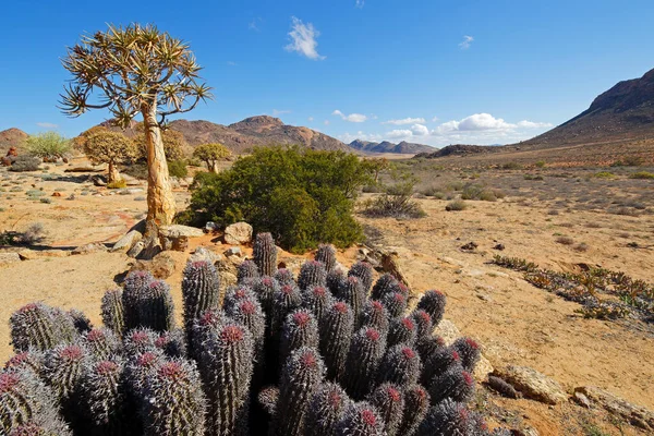 矢筒木とサボテンの植物 北ケープ州 南アフリカ共和国の砂漠の風景 — ストック写真