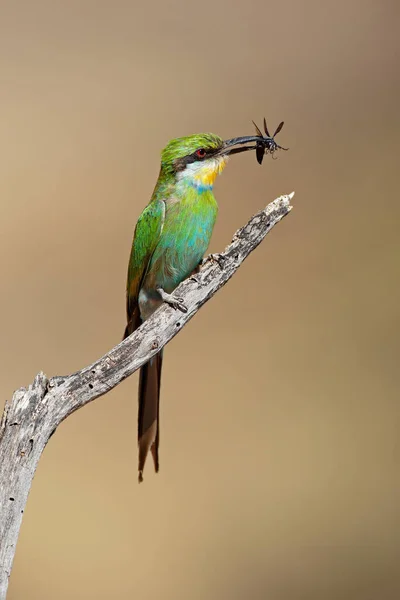 Swallow Tailed Bee Eater Merops Hirundineus Insect Prey South Africa — Stock Photo, Image