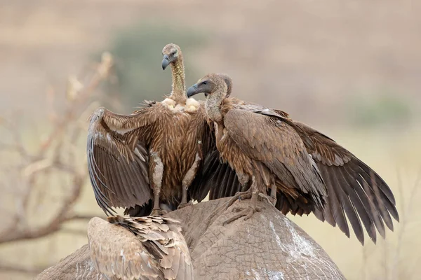 Białogrzbiety Sępy Gyps Africanus Oczyszczanie Martwy Słoń Kruger National Park Obraz Stockowy