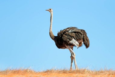 Bir devekuşu (Struth io camelus) mavi gökyüzüne karşı bir kumulda, Kalahari Çölü, Güney Afrika