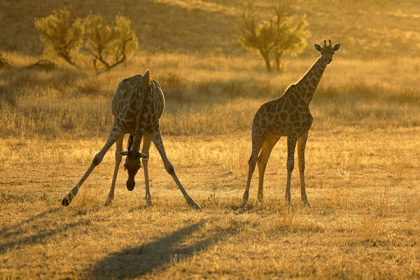 Giraffe (Giraffa camelopardalis) silhouetted at sunrise, Kalahari desert, South Africa