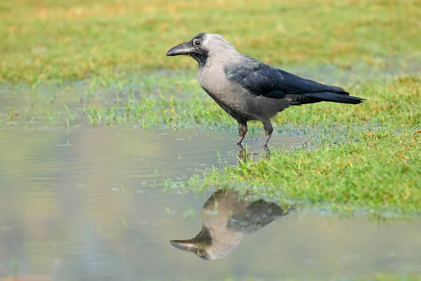 Indiánský Dům Vrána Corvus Splendens Stojící Jezírku Vody Indie — Stock fotografie