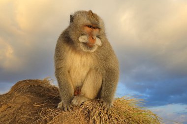 Balili uzun kuyruklu maymun (Macaca fascicularis) doğal yaşam alanı, Ubud, Bali, Endonezya