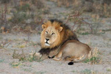 Büyük erkek Afrika aslanı (Panthera leo) doğal yaşam alanında dinleniyor, Kalahari çölü, Güney Afrika