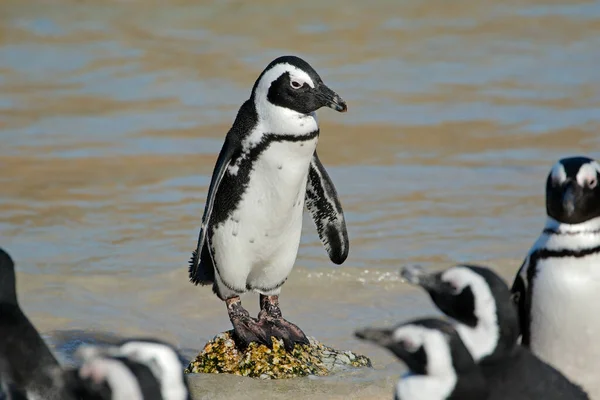 Pingüino Africano Spheniscus Demersus Pie Sobre Rocas Costeras Western Cape — Foto de Stock